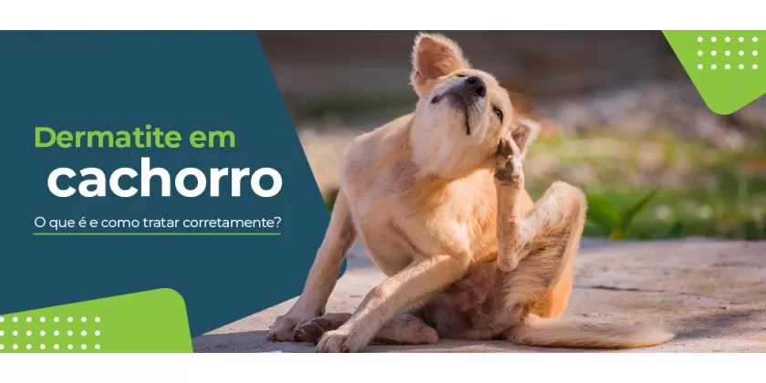 Dermatite em cachorro: conheça os principais tipos e tratamentos