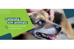 Catarata em cachorro e gato: cuidados com doenças oftalmológicas