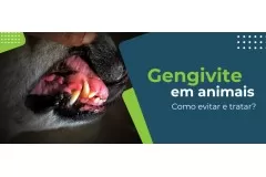 Gengivite em animais: como evitar e quais os cuidados