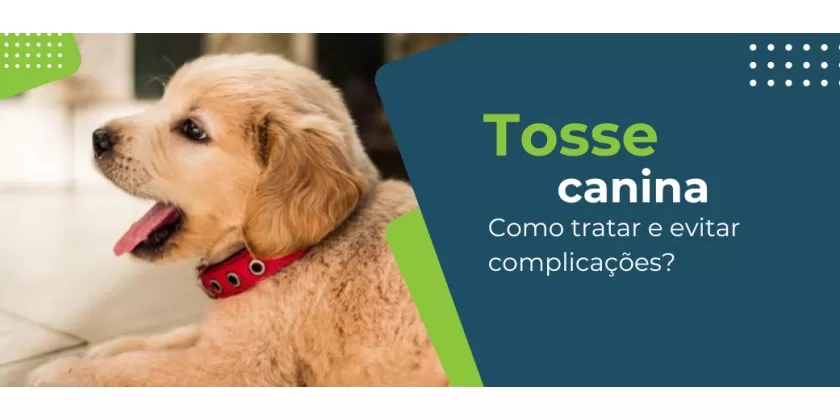 Tosse canina: sintomas, diagnóstico e tratamentos