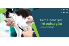 Intoxicação em animais: como identificar e tratar