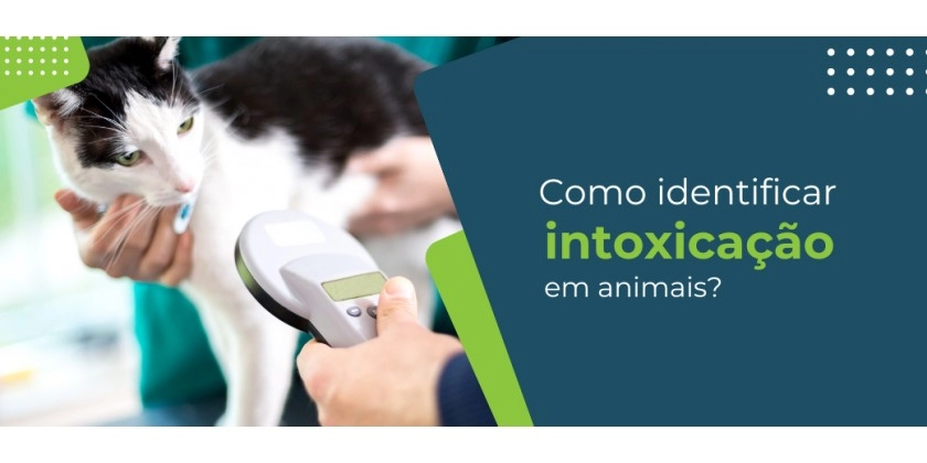 Intoxicação em animais: como identificar e tratar