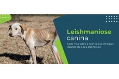 Leishmaniose canina: quais são os desafios no diagnóstico dessa doença?