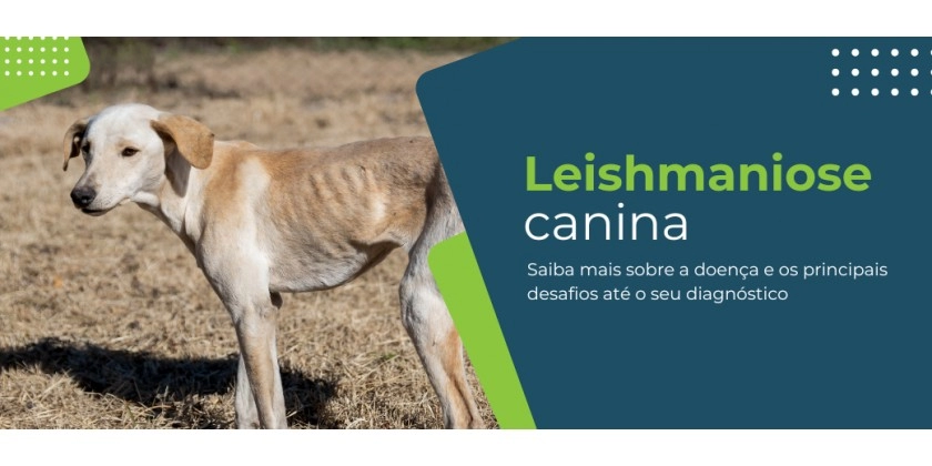 Leishmaniose canina: quais são os desafios no diagnóstico dessa doença?