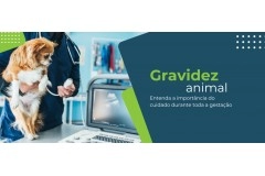 Gravidez animal: Conheça os cuidados essenciais durante a gestação