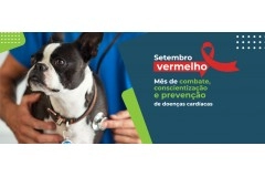 Setembro vermelho: mês de prevenção de doenças cardíacas em pets