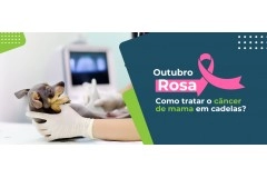 Outubro Rosa: qual o tratamento para câncer de mama em cadelas?