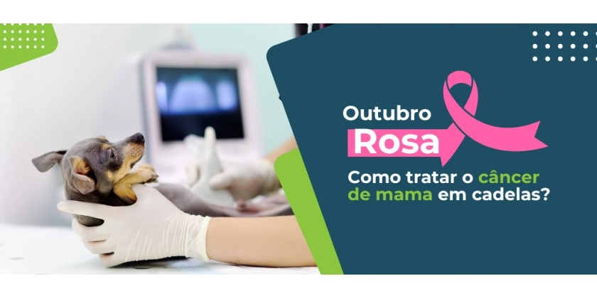 Outubro Rosa: qual o tratamento para câncer de mama em cadelas?