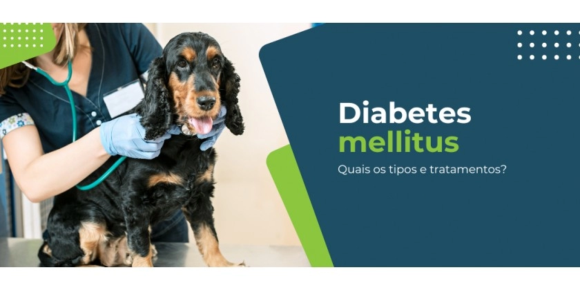 Diabetes mellitus em animais: como diagnosticar e tratar