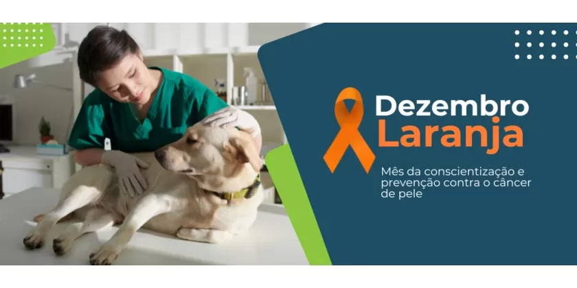 Dezembro Laranja: Como prevenir o câncer de pele nos animais