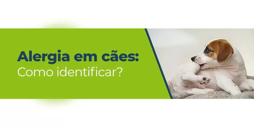 Alergia em cães, como identificar?