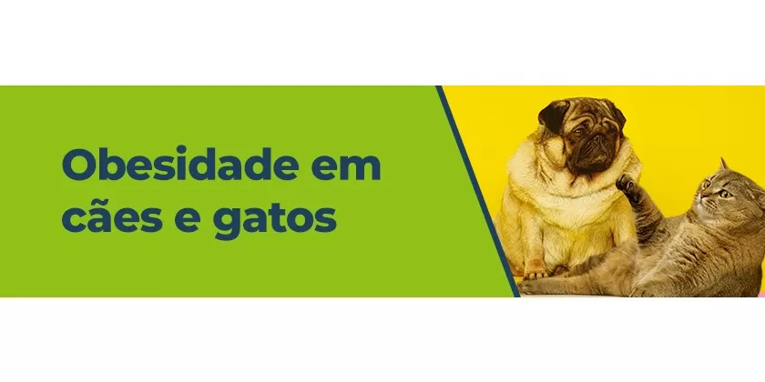 Obesidade em cães e gatos