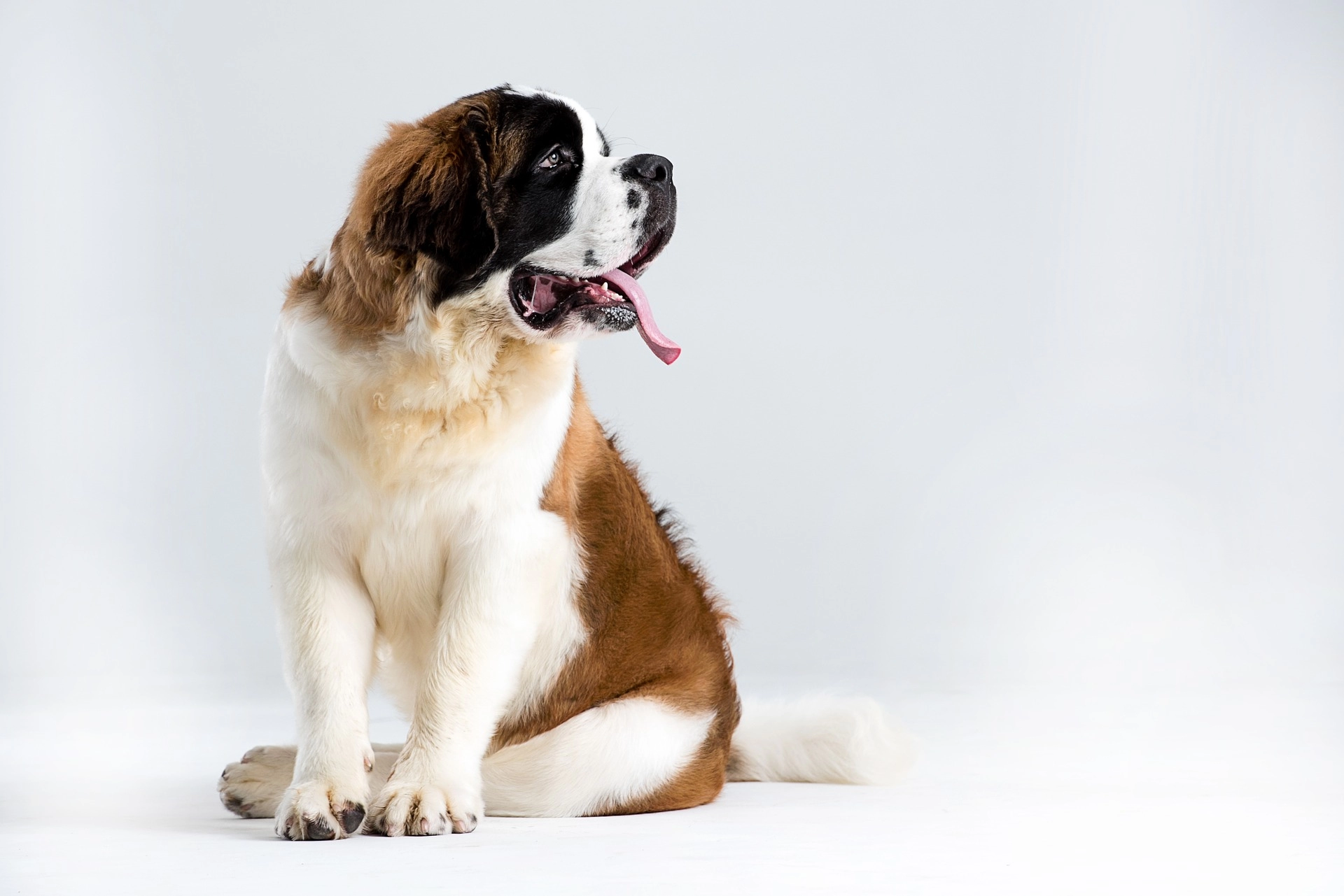 sao-bernardo-as-melhores-raças-de-cachorros-para-crianças-vetshop